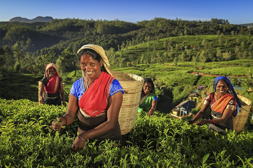 Le Sri Lanka, pays de l'Or vert 2027 3*