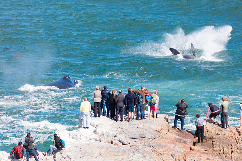 Circuit petit groupe - Du Cap et Hermanus aux dunes du Namib, légendes australes (de 8 à 14 pers. max.) 3*