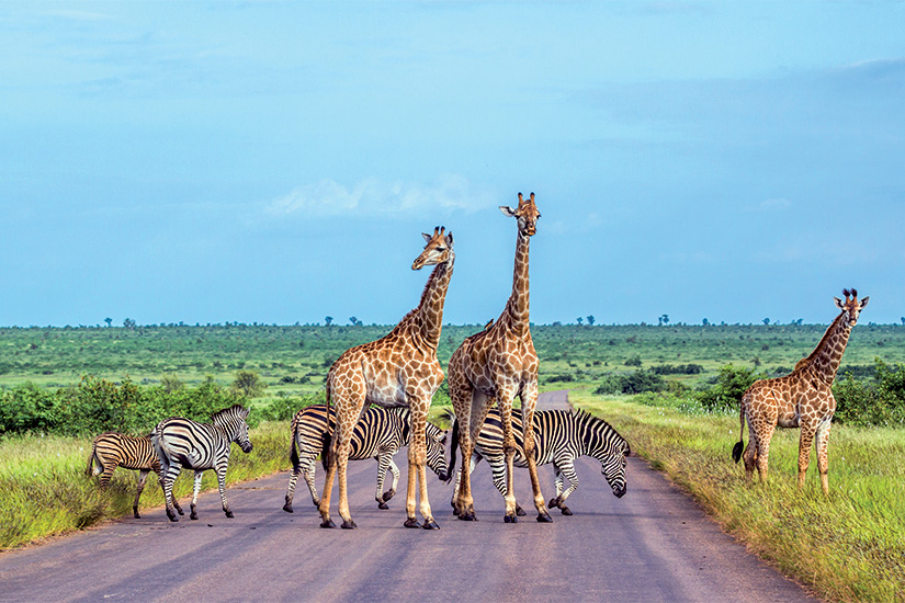 (image) image Parc national des girafes et des plaines de zebre a Kruger Afrique du Sud 74 as_186875337