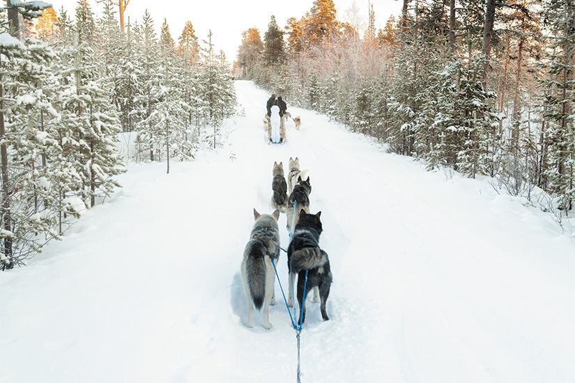 (image) image Touristes tenant un traineau a chiens en Laponie 22 it 178524672