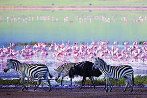 tanzanie ngorongoro zebres et gnous  fo