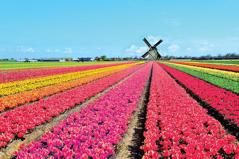 la hollande, au temps des tulipes