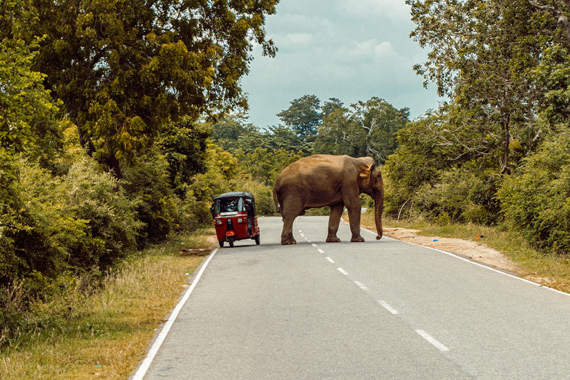 Le Grand Tour de Ceylan