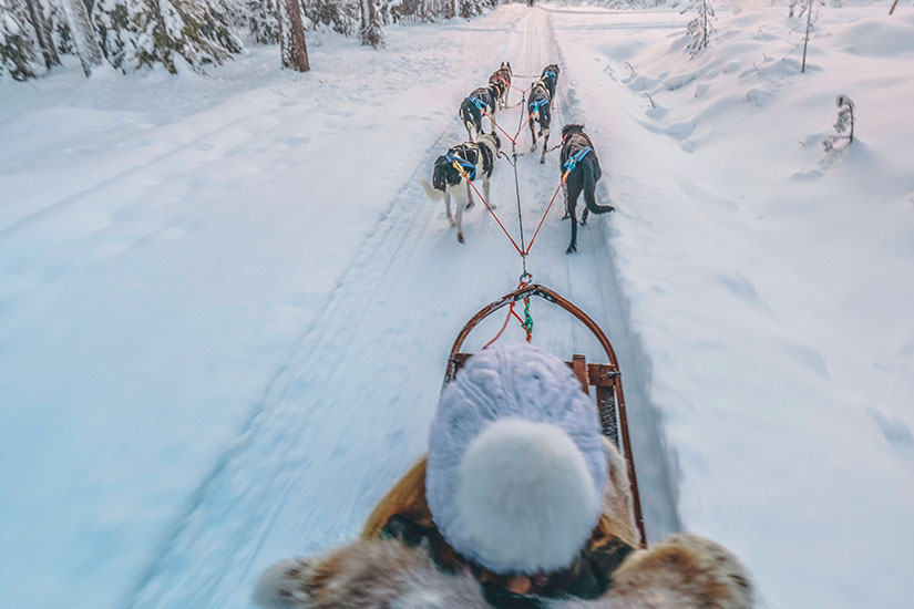 https://images.salaun-holidays.com//-image-Finlande-Laponie-Chien-de-traineau-is_1277586789.jpg