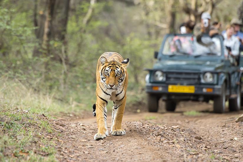 (Image)-image-Inde-Parc-national-de-Ranthambore-Tigre-du-Bengale-it_471836462