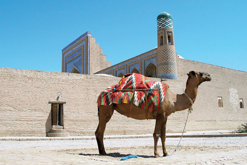 ()  ouzbekistan khiva camel it