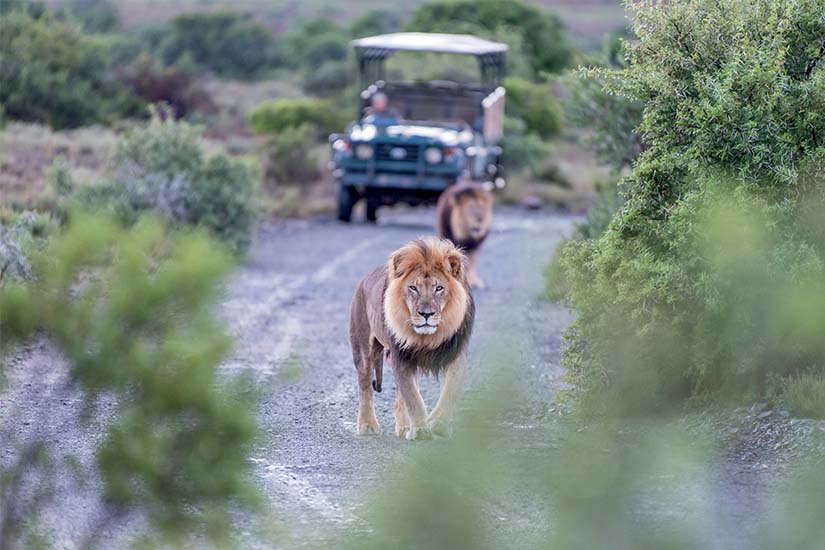 Safaris en Afrique du Sud, sur la piste du Big Five