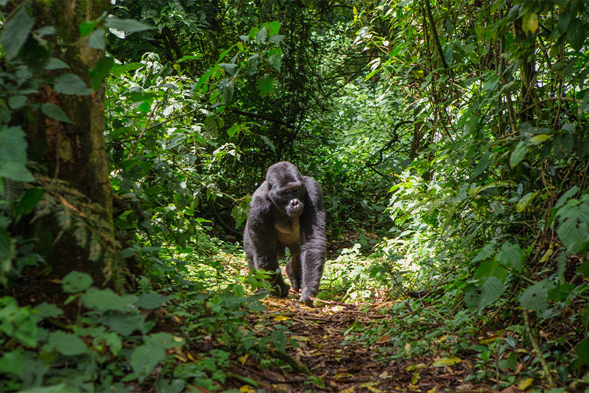 L'Ouganda, royaume des Gorilles