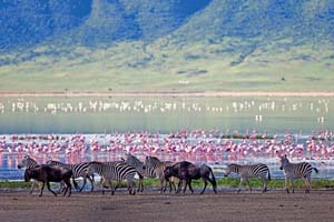 --tanzanie-cratere-ngorongoro-is_177429980.jpg
