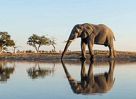 Un éléphant dans la savane kenyane