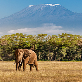 Une vue d'un éléphant en Tanzanie et le Kilimandjaro en fond