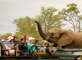 Voyageurs en safari dans le parc de Kruger en Tanzanie