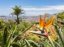 Madère jardin botanique de Funchal