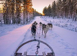Suède balade en chiens de traineau en Laponie