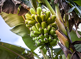 Martinique bananeraie