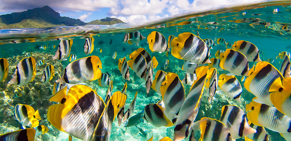 Polynésie française plongée sous-marine poissons tropicaux colorés