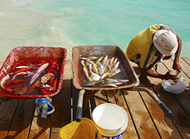 Cap-Vert pêche locale
