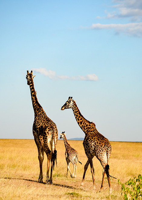 Les girafes au Kenya