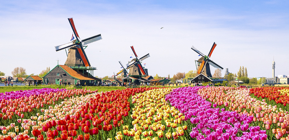 Pays-Bas moulins à vent et champs de tulipes à Zaanse Schans