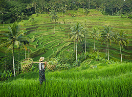 Indonésie rizière