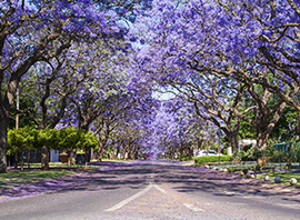 Afrique du Sud arbres de Jacaranda en fleurs à Pretoria