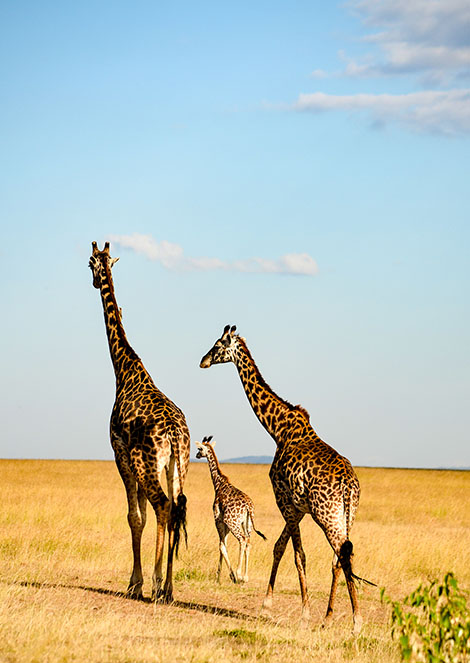 Girafe dans la savane au Kenya