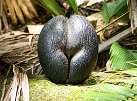 Seychelles les célèbres coco-fesses