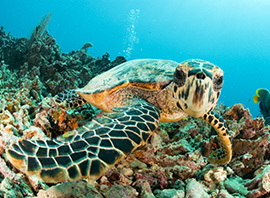 Seychelles plongée sous-marine poissons tropicaux