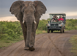 Un éléphant dans son milieu naturel, suivi par des touristes en safari
