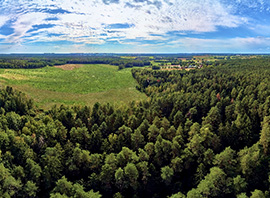 Pologne forêt de Bialowieza
