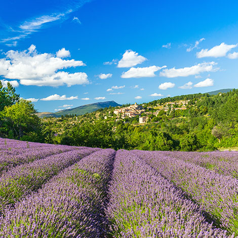 Champs de lavande en PACA