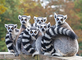 Lémuriens, faune emblématique de l'île de Madagascar