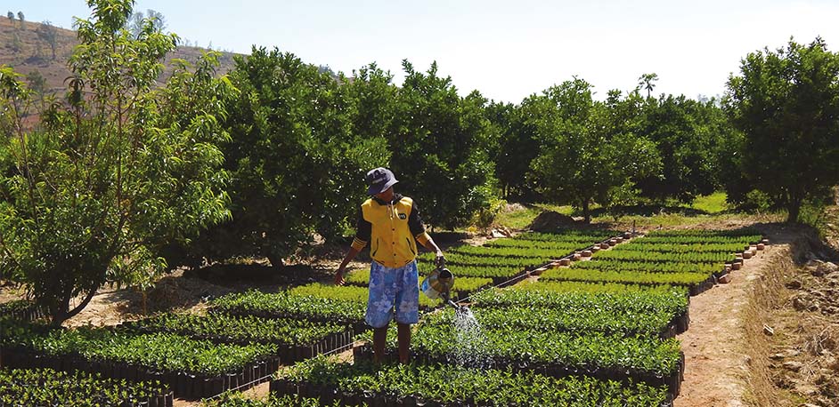 Arrosage de la plantation forestière du lac Itasy à Madagascar