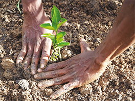 Mise en terre d'un oranger dans la plantation forestière du lac Itasy à Madagascar