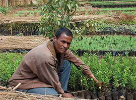 Désherbage de la plantation forestière du lac Itasy