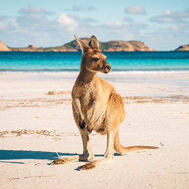 Kangourou, Australie