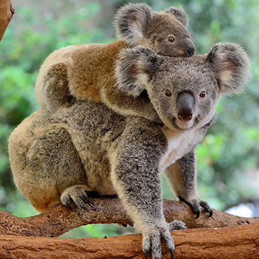 Koala, Australie