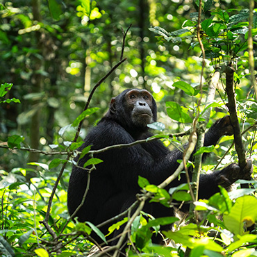 Chimpanzés dans le parc national de Kibale