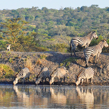 Zèbres dans le parc national du lac Mburo