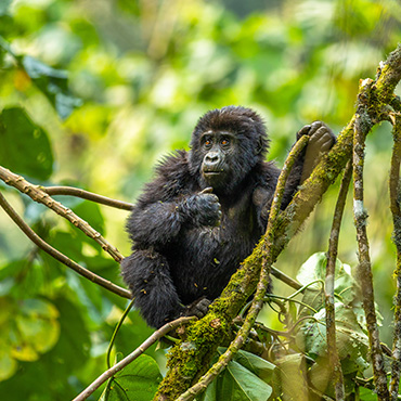 Gorille dans la forêt impénétrable de Bwindi