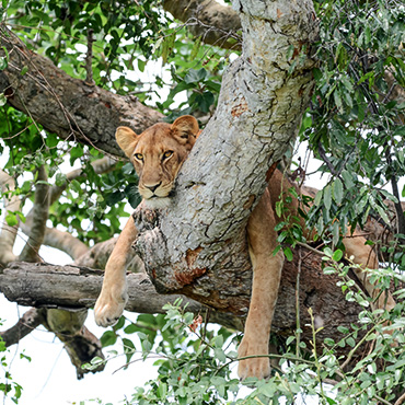 Lion arboricoles dans le parc national Queen Elizabeth