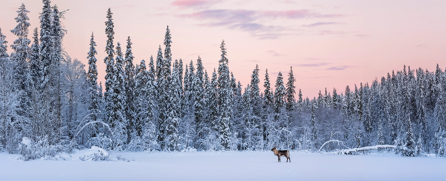 Paysage de Laponie en Finlande