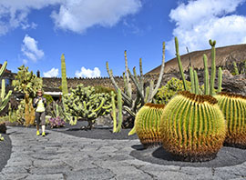 Îles Canaries cactus de Lanzarote