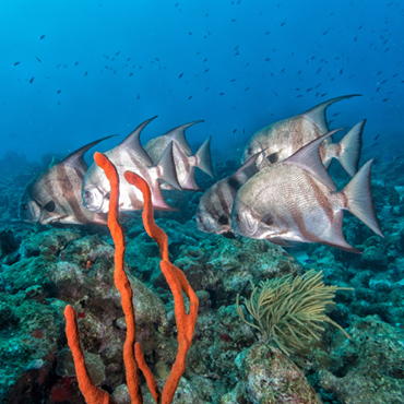 Guadeloupe : Excursion en bateau à fond de verre pour la visite de la réserve sous-marine Cousteau