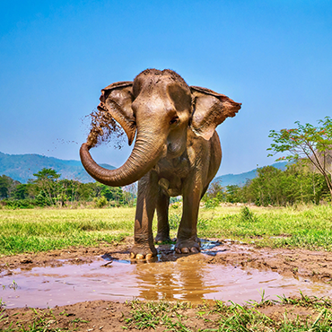 Circuit en Thaïlande en groupe - Un éléphant à Chiang Mai