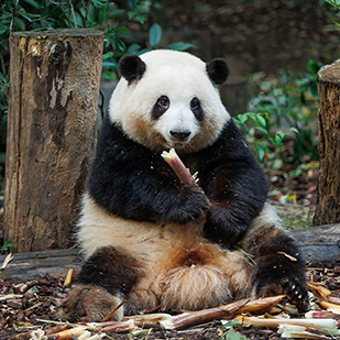 Panda géants de Sichuan