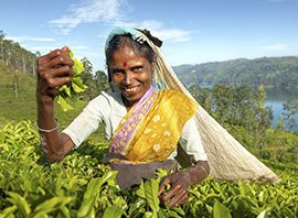 Femme récoltant du thé au Sri Lanka