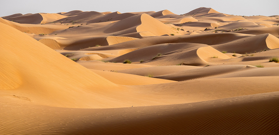 Dunes du désert de Wahiba Sands à Oman