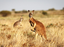 Kangourou dans le bush australien du parc national de Kakadu en Australie
