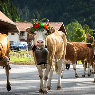 La Fête de la Transhumance au Tyrol